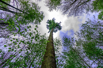 Baum nach oben in den Himmel fotografiert