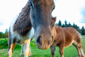 Shetland ponies and foals
