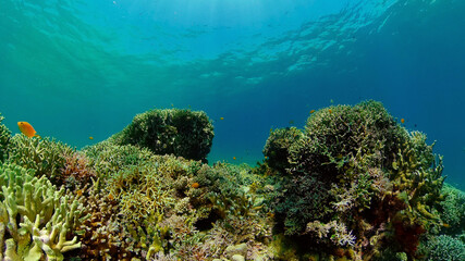 Naklejka na ściany i meble Reef Coral Scene. Tropical underwater sea fish. Hard and soft corals, underwater landscape. Philippines.