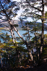 tree in the forest