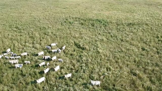 Camera flying above podolian cattles in Nature park Lonjsko Polje in Croatia, Europe