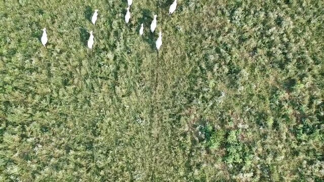 Camera flying above podolian cattles in Nature park Lonjsko Polje in Croatia, Europe