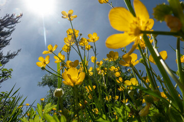 Yellow buttercup wildflowers in long grass.