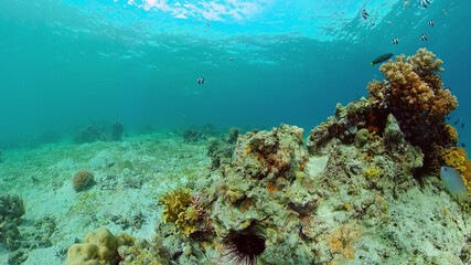 Naklejka na ściany i meble Reef Marine Underwater Scene. Tropical underwater sea fish. Philippines.