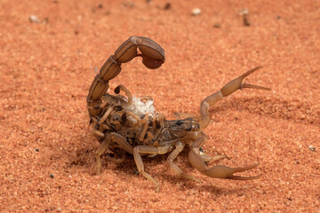 Scorpion carries its baby on its back
