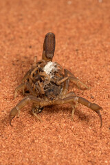 Scorpion carries its baby on its back