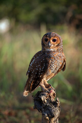 an owl on the tree trunk