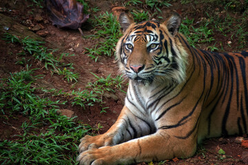 a tiger sitting and relaxing