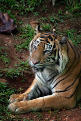 a tiger sitting and relaxing