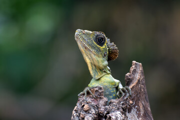 Angle head lizard hanging on a tree