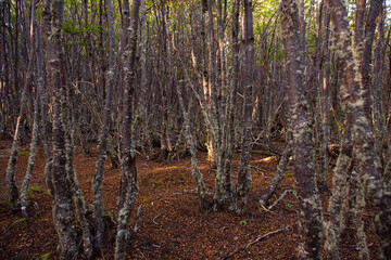 forest in autumn