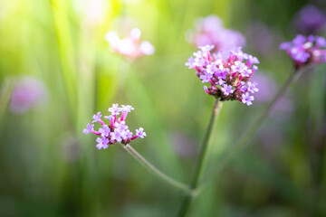 The background image of the colorful flowers