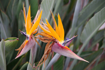 Close-up view of two birds of paradise Strelitzia blossoms