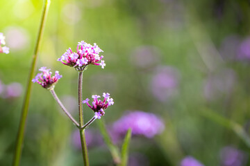 The background image of the colorful flowers