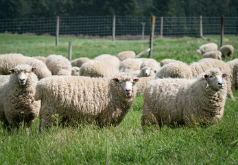 Fototapeta premium Flock of sheep