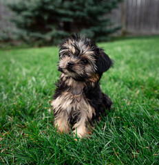 Close up of a cute teacup morkie puppy outside on the grass.
