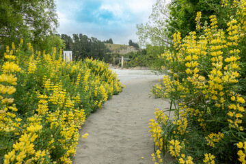 Fototapeta na wymiar Yellow lupin flowers border sand path