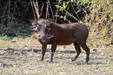 african warthog in the wild