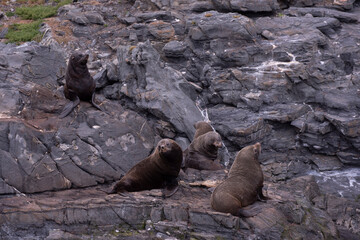 sea lion on rock