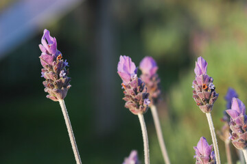 close up of lavenders