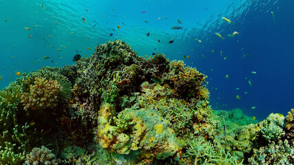 Fototapeta na wymiar Marine scuba diving. Underwater colorful tropical coral reef seascape. Philippines.