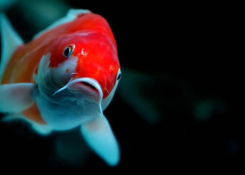 Closeup image of a koi carp looking intto the camera