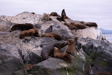 Fototapeta premium sea lion on rock