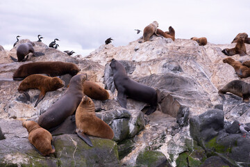 lions in the island