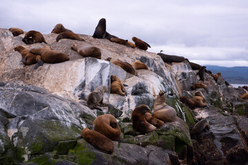 rocks and sea whit lions 