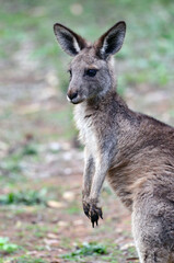 Naklejka na ściany i meble A grey kangaroo in the Warrumbungle Ranges of Australia