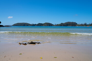 Kelp lying on beach at water's edge of Butterfield
 Beach, Stewart Island.
