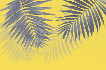 Illuminating yellow and ultimate gray - trendy colors of the year 2021. Vivid abstract background with grey palm leaves and copy space for text. Tropical concept and design element