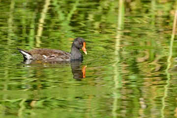 緑の水面をのんびり泳ぐバン幼鳥