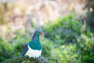 New Zealand wood pigeon or kereru in tree