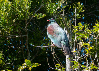 Plump New Zealand wood pigeon