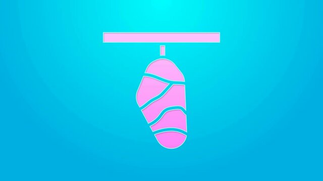 Pink line Butterfly cocoon icon isolated on blue background. Pupa of the butterfly. 4K Video motion graphic animation