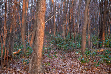 朝の森、晩秋