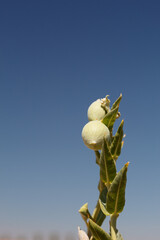 Immature green dehiscent follicle fruit of Desert Milkweed, Asclepias Erosa, Apocynaceae, native...