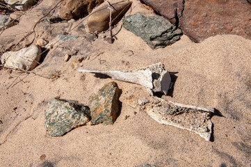 bones in the desert