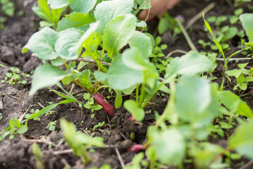 Purple ripe radish on bed among green haulm. Growing organic vegetables without gebicides.