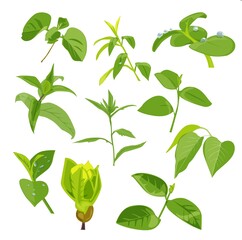 set of green leaves illustration 
