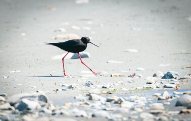 Rare black stilt bird on stony lake foreshore.
