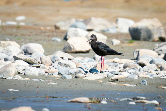 Wild Bird On River Bed Rare Black Stilt
