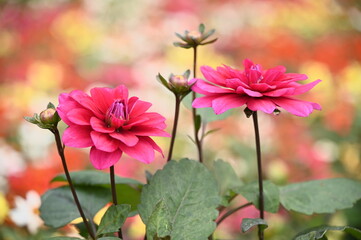 Dec 10, 2020. The photo was taken at the Chrysanthemum Exhibition in Taipei Shilin Official Residence, Taipei, Taiwan. Focus on the foreground flower against the blurred background.