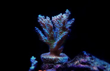 Acropora Microclados species of beautiful stony coral in reef aquarium tank