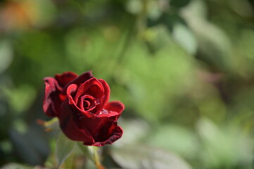 Dec 10, 2020. The photo was taken at the Chrysanthemum Exhibition in Taipei Shilin Official Residence, Taipei, Taiwan. Focus on the foreground rose against the blurred background.