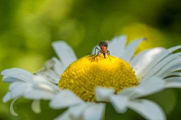 Beetle sucking nectar on a flower in the garden         