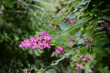 Dec 10, 2020. The photo was taken at the Chrysanthemum Exhibition in Taipei Shilin Official Residence, Taipei, Taiwan. Selective focus on the foreground flower against the blurred background.