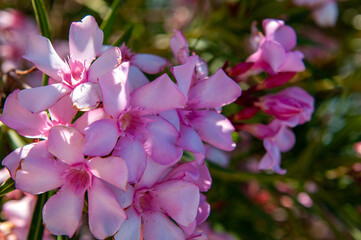 pink oleander flowers