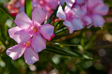 pink oleander flowers